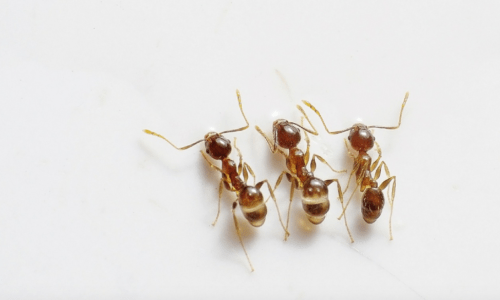 Don’t Let Ants Take Over Your Home: Our Proven Methods for Elimination