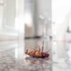 Summer Checklist to Keep Pests Out of Your Home