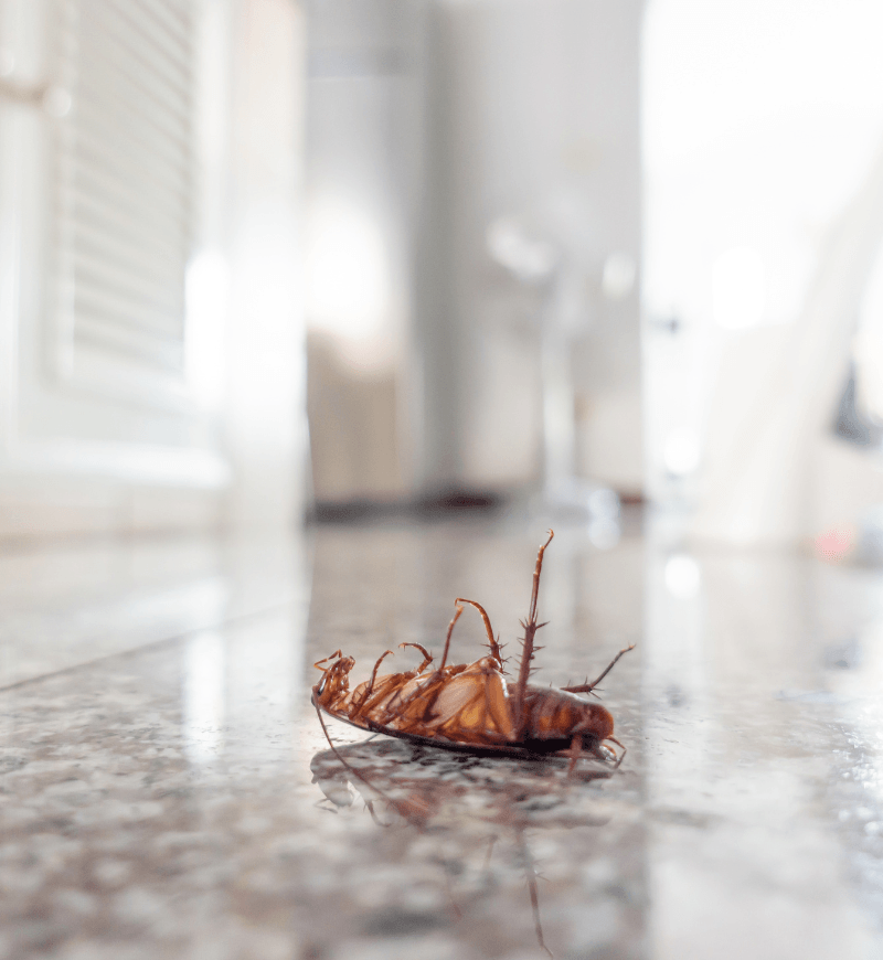 Summer Checklist to Keep Pests Out of Your Home