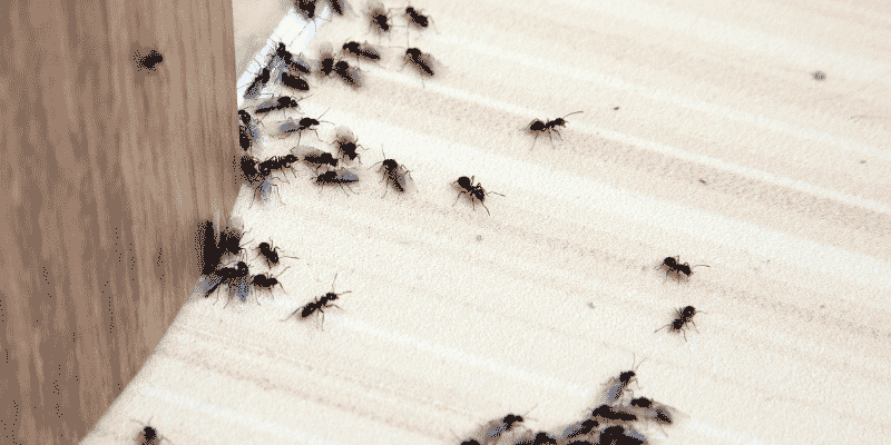 Colony of ants crawling on home's floor