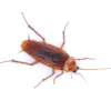 A Step By Step Guide To Successful Cockroach Control For Your Home