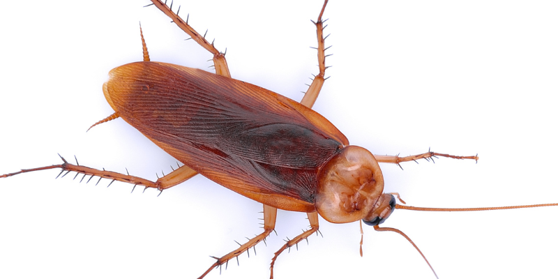 Close up image of a cockroach