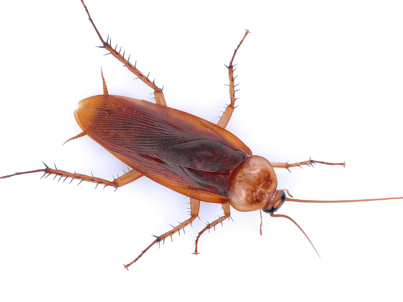 A Step By Step Guide To Successful Cockroach Control For Your Home