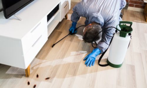 Eco-Friendly Pest Control Service Is The Best Way To Protect Your Family