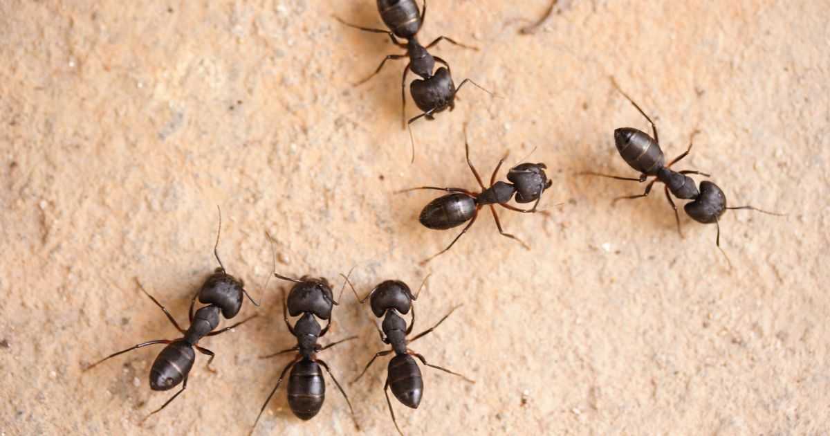 What You Need To Know About Carpenter Ant Treatment