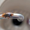 A Complete Guide for Effective Cockroach Pest Control for Your Home