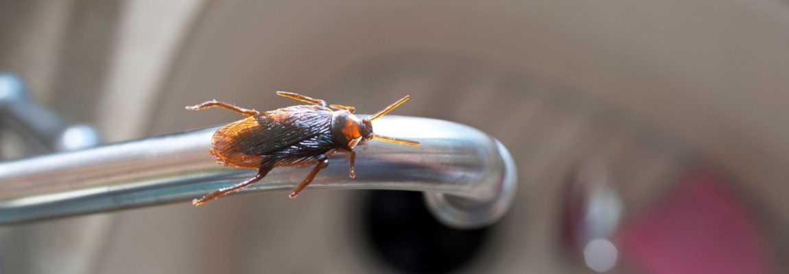 cockroach on sink faucet