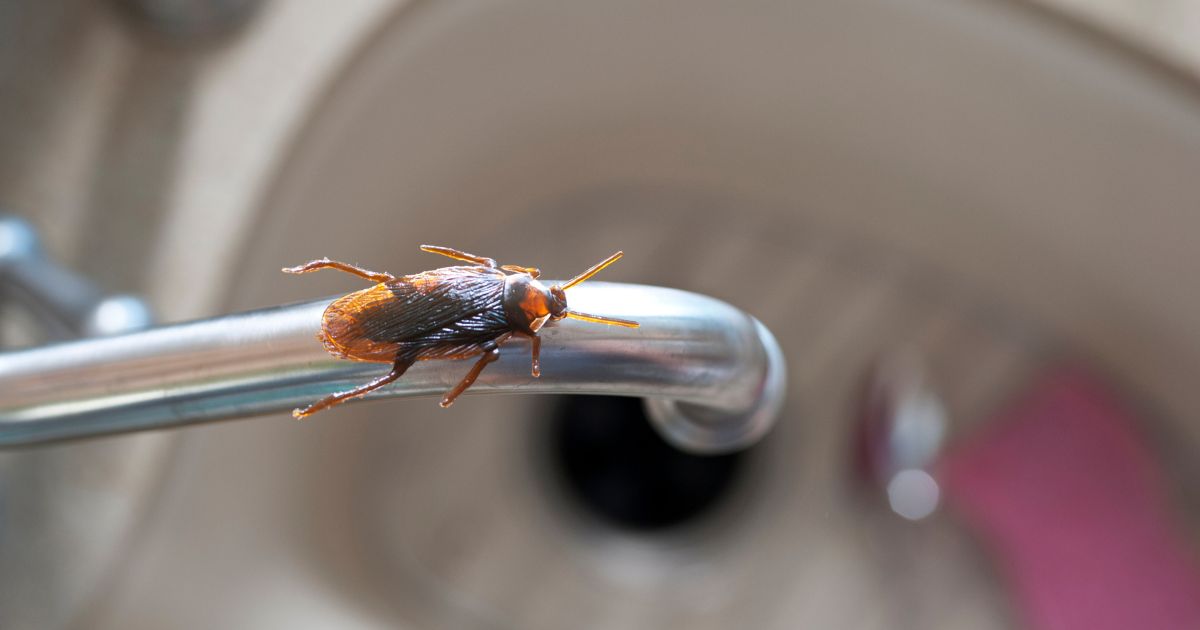 A Complete Guide for Effective Cockroach Pest Control for Your Home