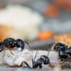 7 Common Mistakes That Can Cause an Ant Infestation in Your Home