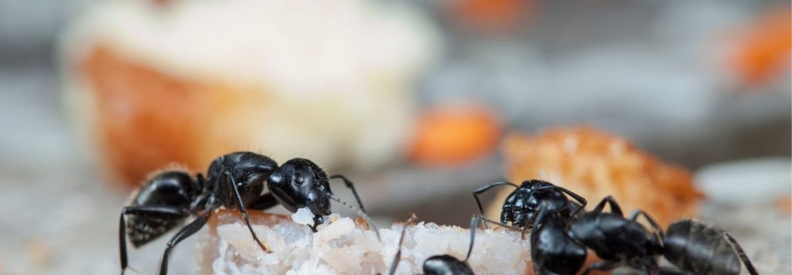 Ants eating in home