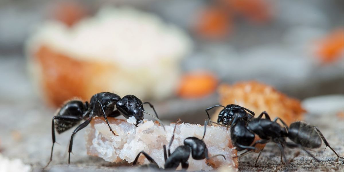 7 Common Mistakes That Can Cause an Ant Infestation in Your Home