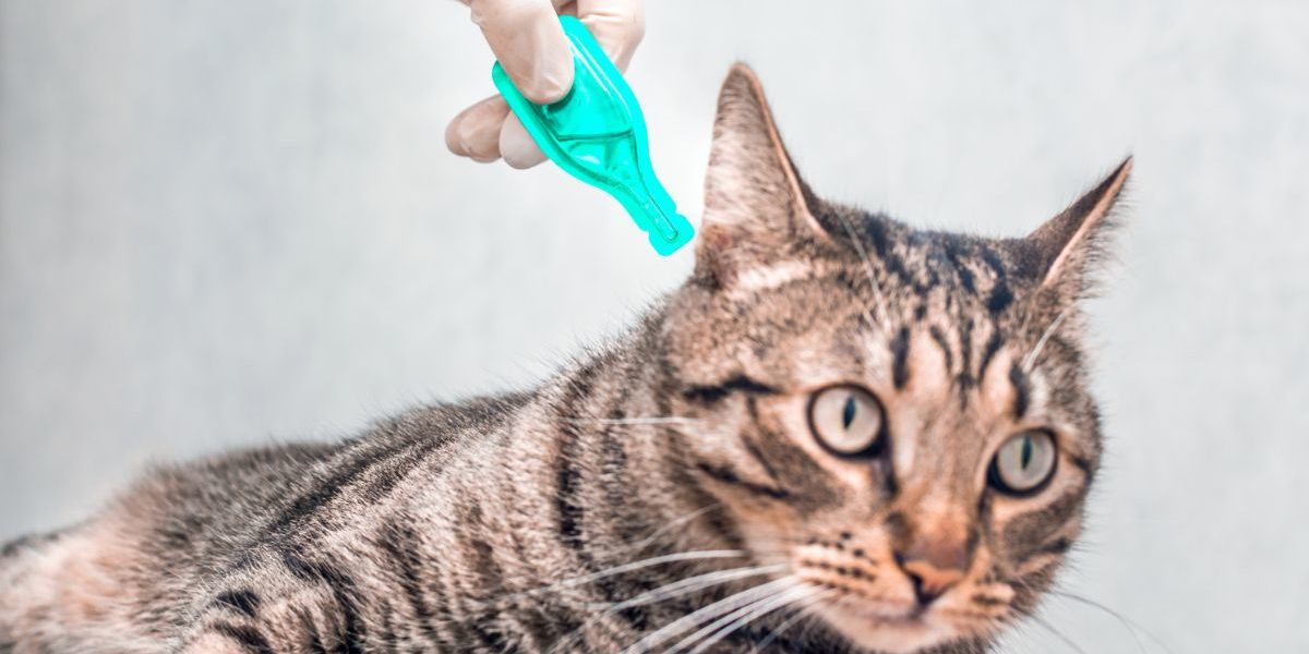 Flea and Tick Prevention and Control Guide for Pet Owners