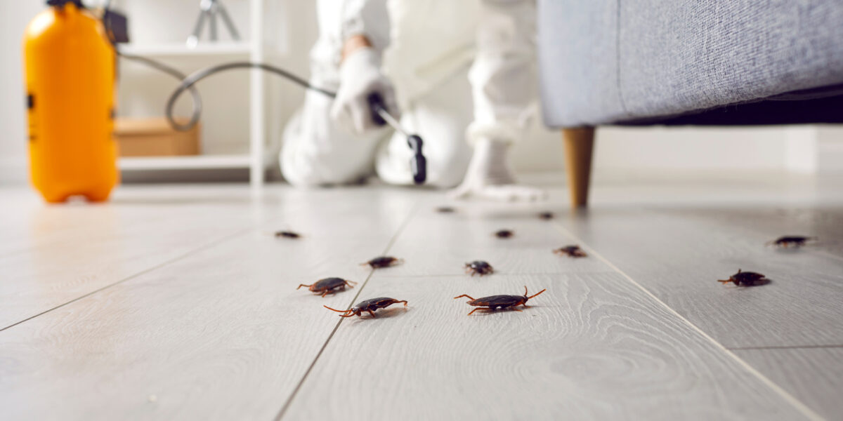 Effective Methods for Cockroach Pest Control in Boynton Beach, FL