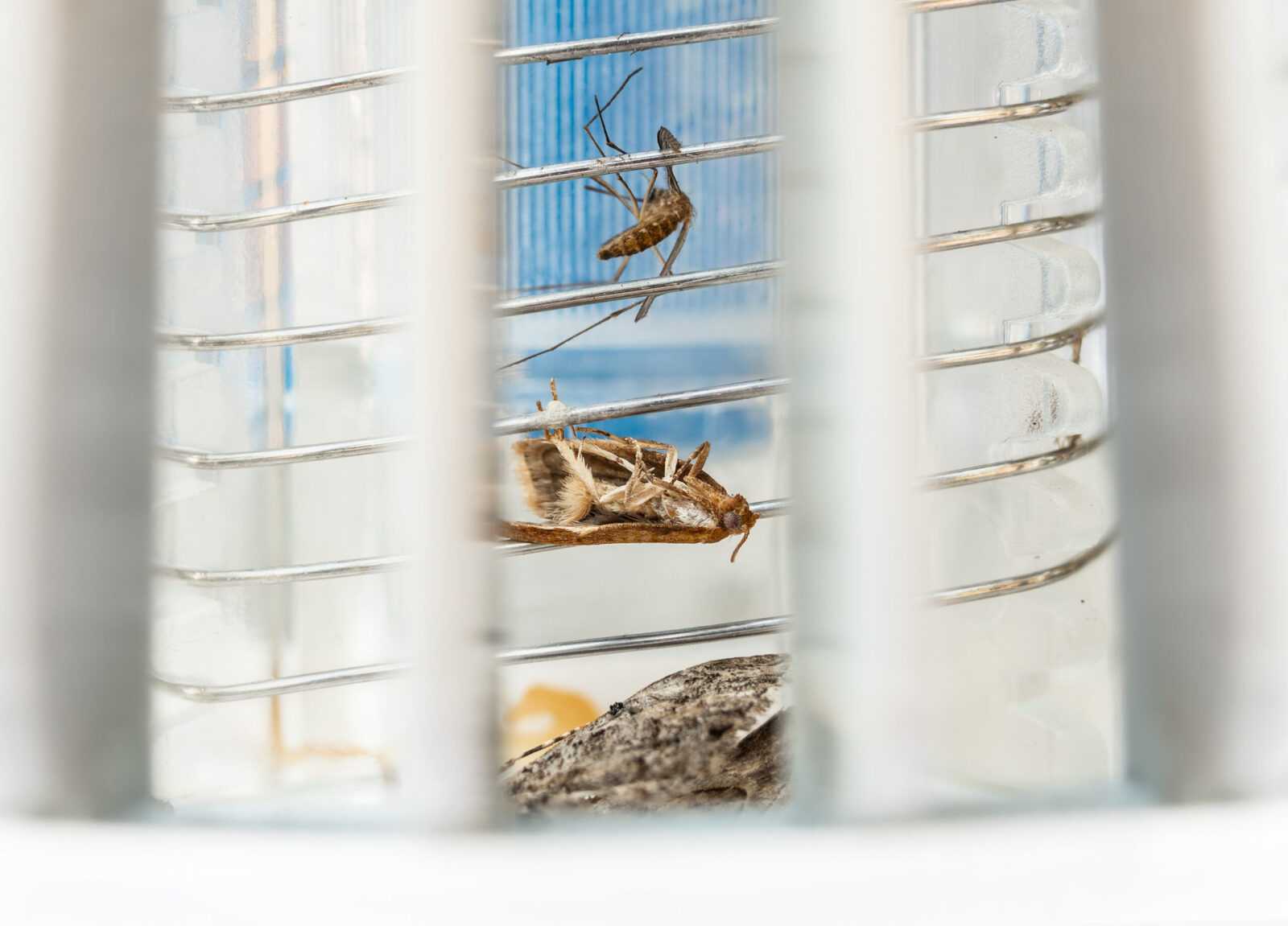 How to Keep The Bugs Out of your Boynton Beach Patio