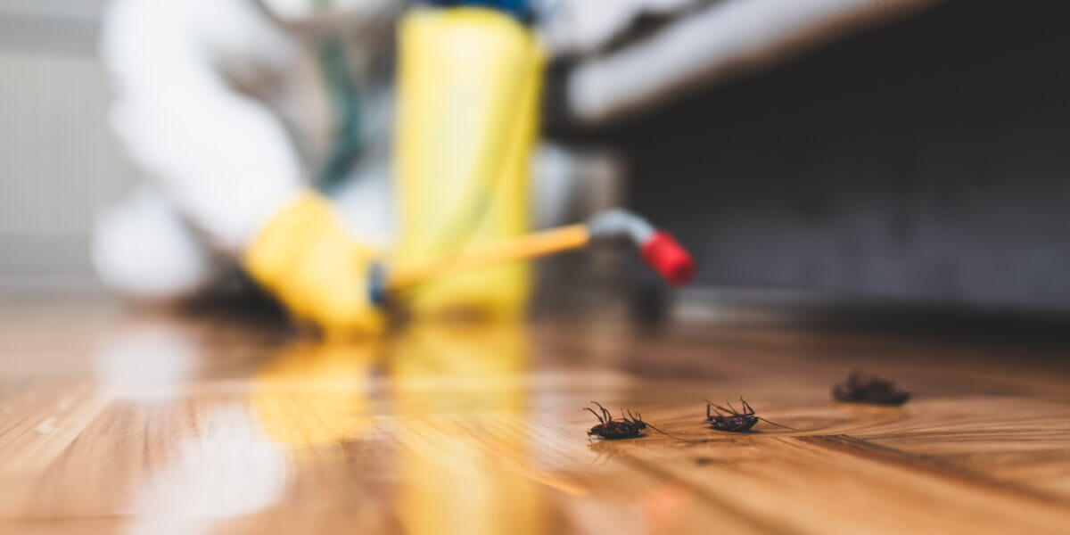 Is Pest Control Treatment Different in the Summer months in South Florida?