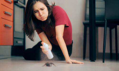 Protect Your Home from Carpenter Ants with Professional Pest Control