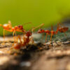 Fighting Fire Ants: Conquer South Florida's Toughest Pest Problem with Expert Pest Control