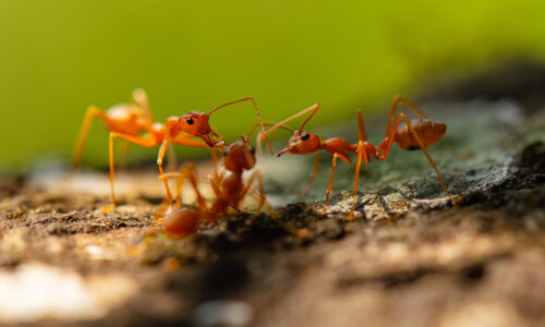 Fighting Fire Ants: Conquer South Florida’s Toughest Pest Problem with Expert Pest Control