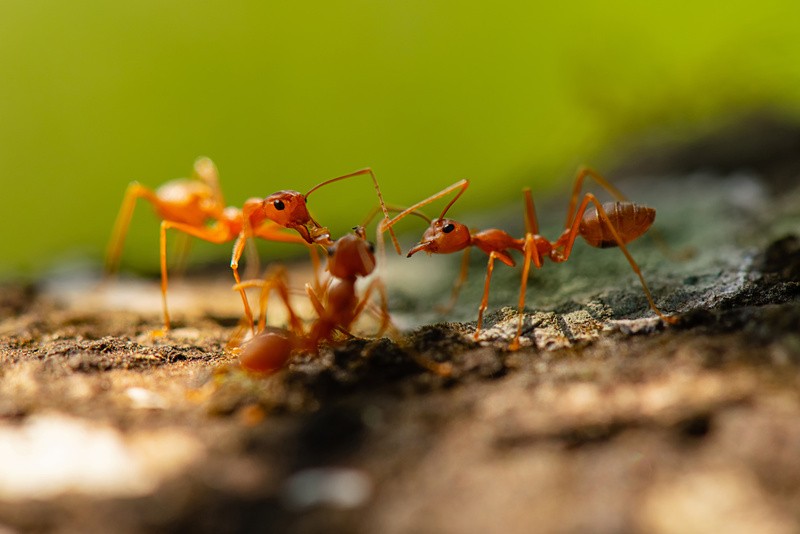 Fighting Fire Ants: Conquer South Florida’s Toughest Pest Problem with Expert Pest Control