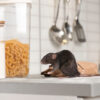 Rodent Control: Exploring the Damage, Disease Threat, and Parasitic Dangers in South FL