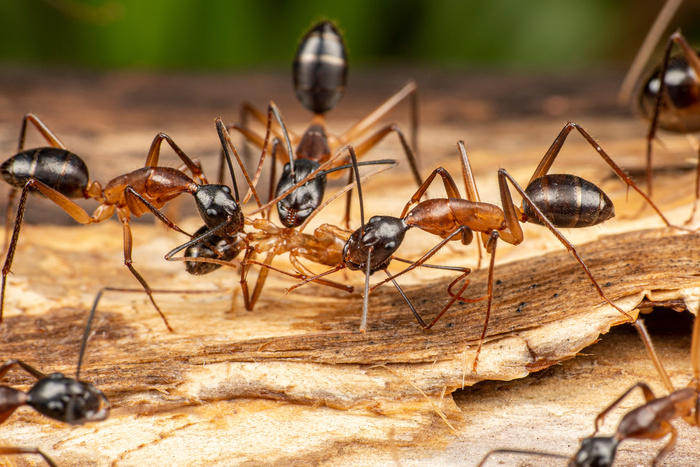 Effective Strategies for Carpenter Ants Control in Boynton Beach: A Comprehensive Guide to Safeguard Your Home