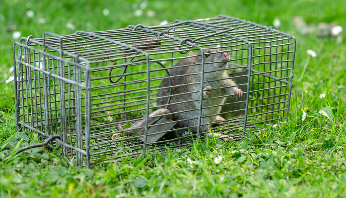 Brown rat caught in a wire trap.