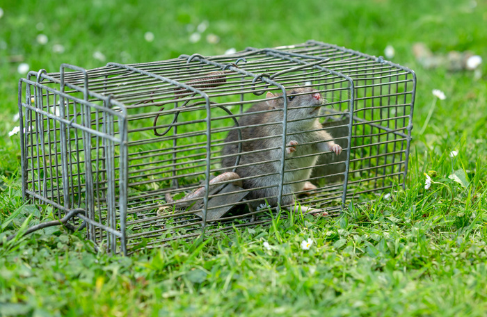 Effective Rodent Control Solutions in Boynton Beach: Safeguarding Your Home with Expert Pest Control Services