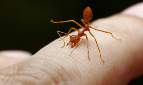 How Ringdahl Pest Control Can Help You Say Goodbye to Fire Ants for Good