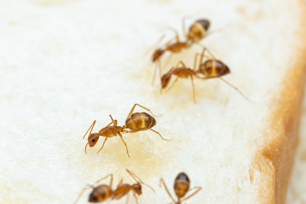 Carpenter Ants Control: The Solution to Your Pest Problems