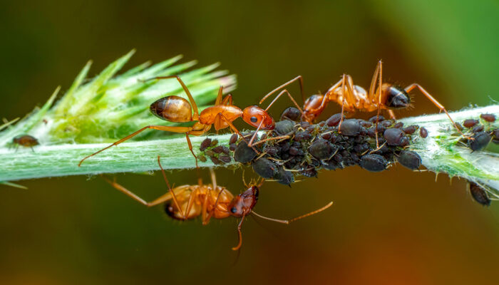 fire ant attack