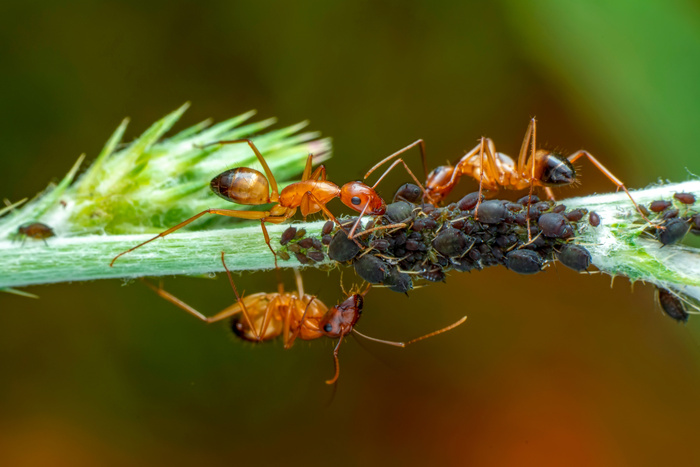How to Effectively Handle Fire Ant Control in Boynton Beach