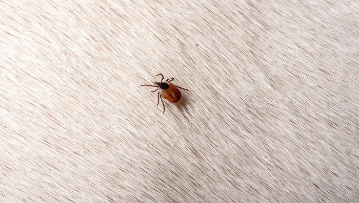 A tick on a dog's hair. A close-up of the dog's white, short hair with a brown tick to remove.
