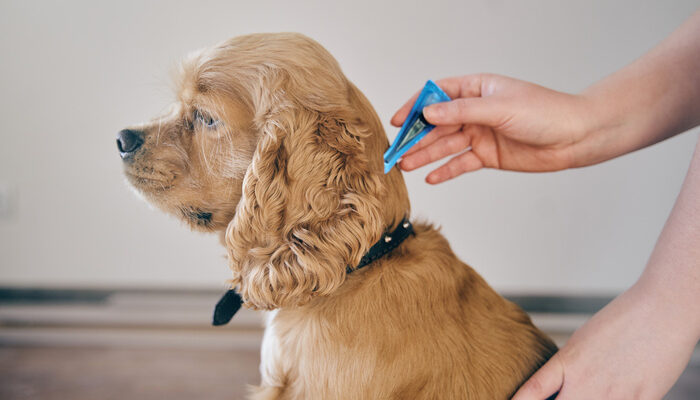 the dog is treated with a flea remedy