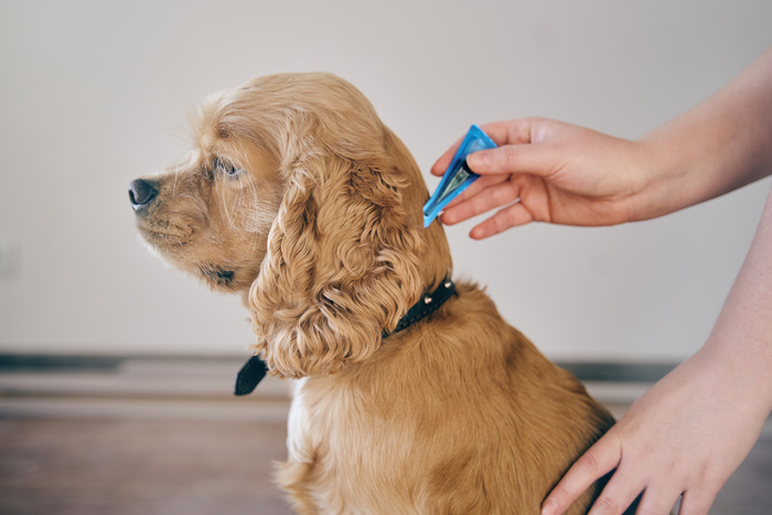 Flea and Tick Control for Dogs: Protecting Your Furry Friends