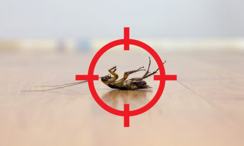 The Importance of Cockroach Control Services in Boynton Beach, FL