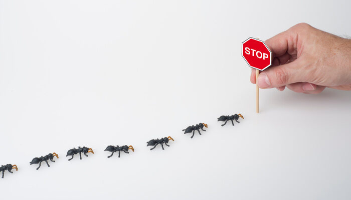 ant infestation control