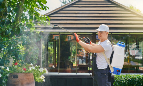 How to Keep Your Home Bug-Free this Summer with Ringdahl Pest Control