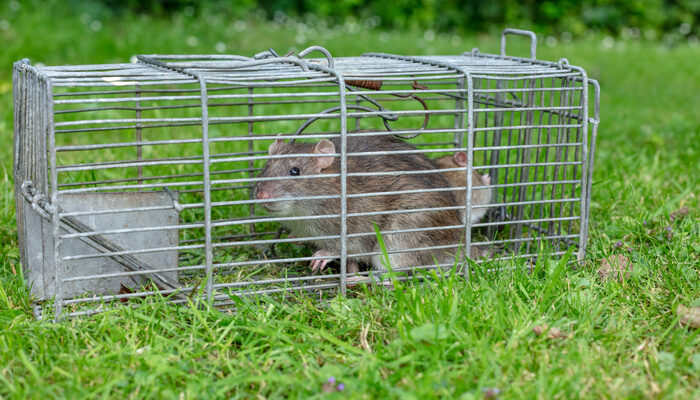 Rodent in a rat trap