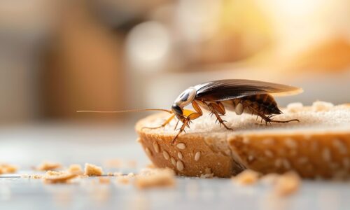 Got Roaches? Here’s How Our Targeted Approach Can Eliminate Them for Good