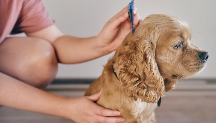 the dog is treated with a flea remedy. The dog is dripped on the withers with a parasite remedy