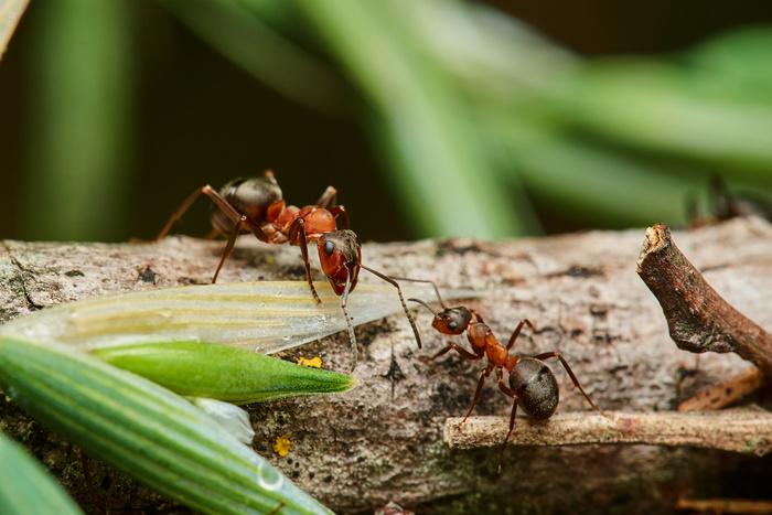 Expert Ant Control Services for Ant Infested Homes in Boynton Beach