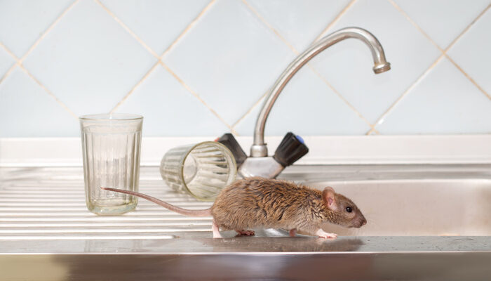 rat near kitchen sink