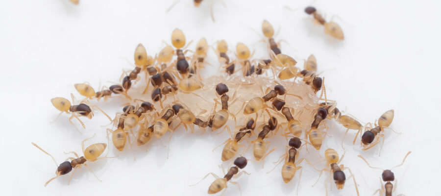 ghost ants