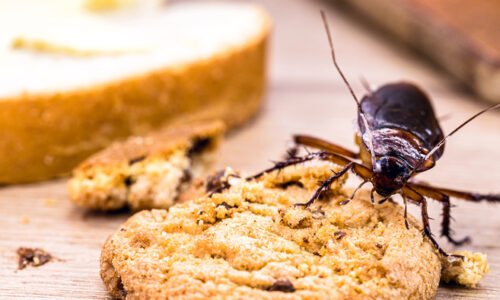 Don’t Let Cockroaches Ruin Your Summer: Our Tips for Prevention and Elimination