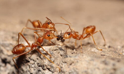 Ghost Ants vs. Sugar Ants: What’s the Difference?