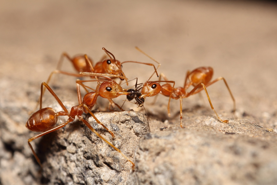 Ghost Ants vs. Sugar Ants: What’s the Difference?