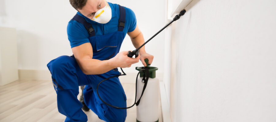 Pest control Worker Spraying Pesticide On Window Corner