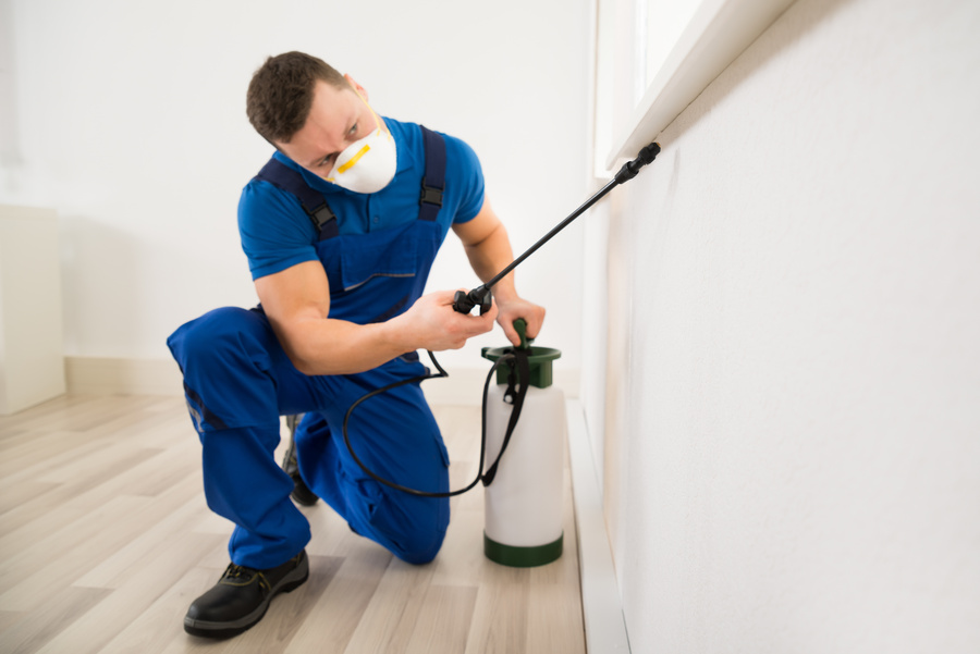 The Benefits of Regular Pest Control Services for South Florida Homes