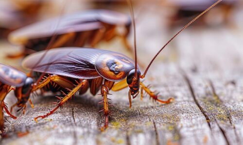 How Often Should You Schedule Cockroach Pest Control?