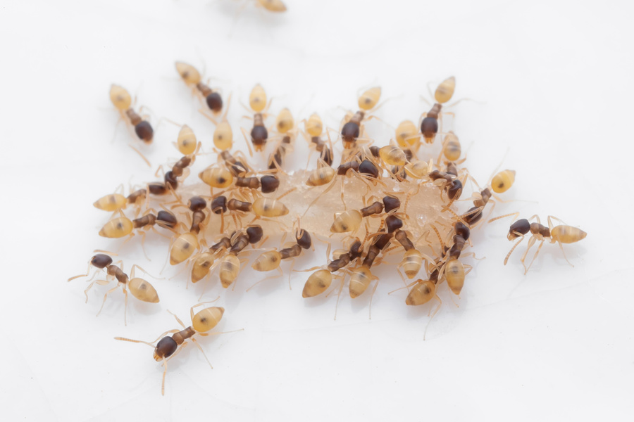 Ghost Ants in the House: What Homeowners in Delray Beach Should Know